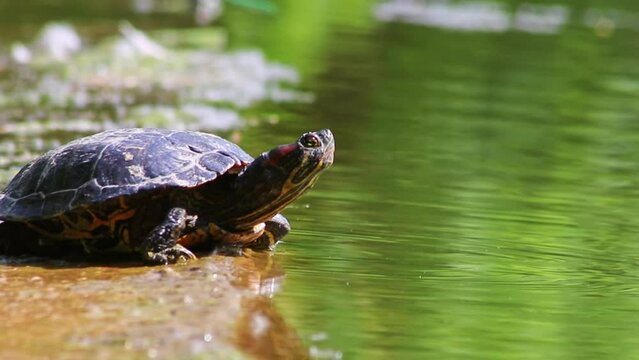 Sunbathing turtle at the shore of a lake warming up in the sunshine as reptiles in natural environment slow walking but fast swimming and deep diving attentive tortoises and exotic pets in garden pond