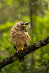 Crested Serpent Eagle