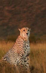Cheetah in Savanna At Dusk