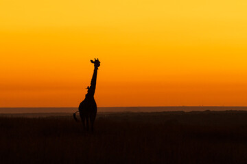 silhouette of Giraffe 