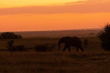 Naklejka na ściany i meble elephant in the sunset