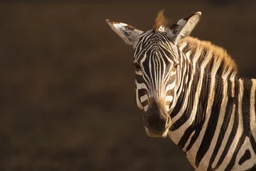 Fototapeten portrait of zebra © Sasidhar
