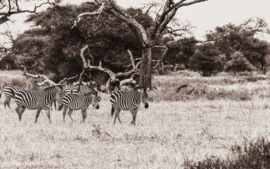 zebra herd in the wild