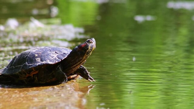 Sunbathing turtle at the shore of a lake warming up in the sunshine as reptiles in natural environment slow walking but fast swimming and deep diving attentive tortoises and exotic pets in garden pond