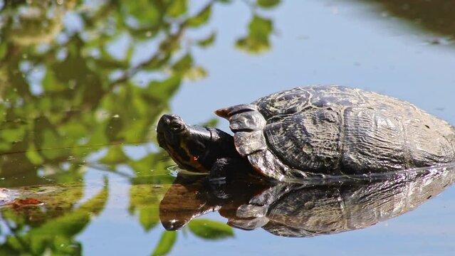 Sunbathing turtle at the shore of a lake warming up in the sunshine as reptiles in natural environment slow walking but fast swimming and deep diving attentive tortoises and exotic pets in garden pond