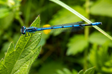 Macro shot of azure damselfly dragonfly