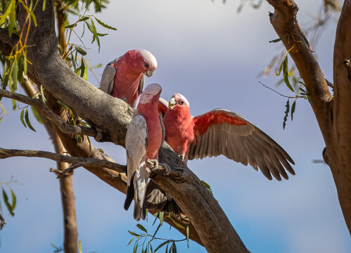 Three galahs, pink and grey Australian iconic birds, interact energetically on a branch in the Australian Outback