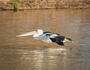 A pelican skims across the water as it glides downriver in the outback