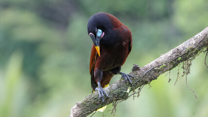 montezuma oropendola perched on a branch on a rainy afternoon