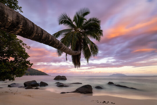 Tropical sunset with palm tree on the beach in Seychelles