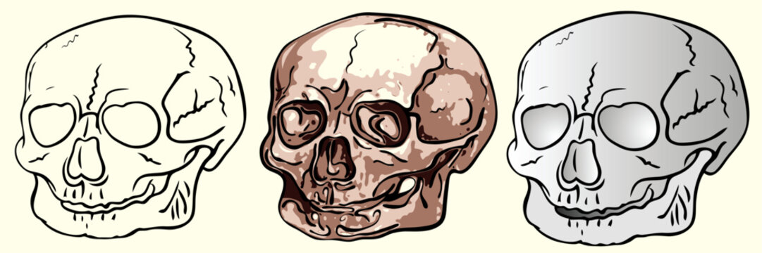 Image of the various human skulls.  This filet is vector, can be scaled to any size without loss of quality