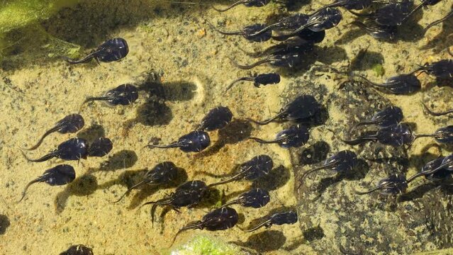 Small tadpoles swimming in shallow flowing water, southern Africa 