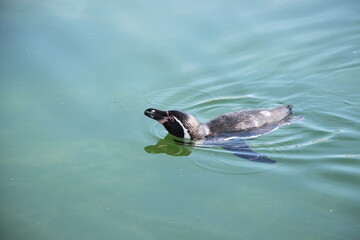 humboldt penguin (Spheniscus humboldti) swims in the sea