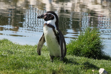 a single humboldt penguin (Spheniscus humboldti) standing next to the water