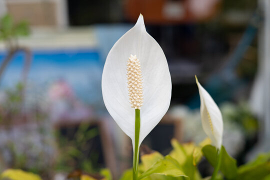Alocasia cucullata, white, blurred background