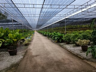 plants in greenhouse