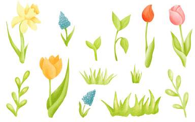 Watercolor cartoon floral illustration set tulips, narcissist, daffodil. Botanical collection of wild and garden plants for your design. Set: flowers, branches, herbs. Isolated digital elements.