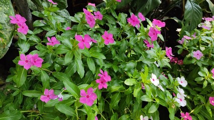pink flowers in the garden