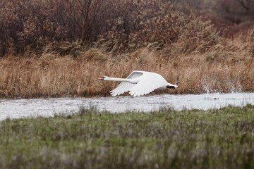 White swan taking off © Anne