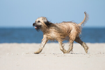 Catalan Sheepdog running on the beach - obrazy, fototapety, plakaty