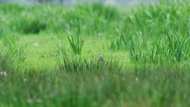 Rare sight of endangered Lapwing chicks foraging in lush grassland, rack focus