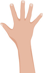 Woman hand. Vector illustration on white background.