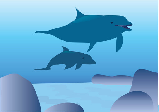 vector illustration of dolphins