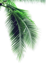 leaf coconut tree isolated, Green leaves pattern - obrazy, fototapety, plakaty