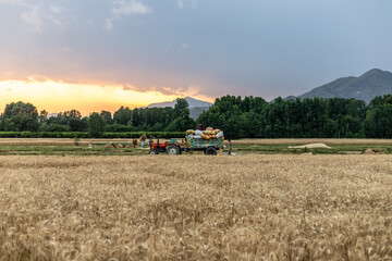 Swat, Pakistan - 24 May 2023: Workers loading wheat straw bundle on tractor trolley in the fields...