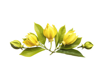 yellow flowers ylang ylang local flora of asia arrangement flat lay postcard style
