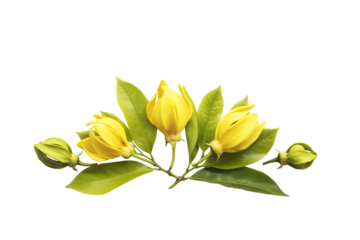 yellow flowers ylang ylang local flora of asia arrangement flat lay postcard style