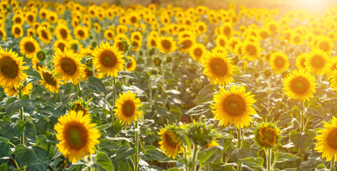 Sunflower garden. field of blooming sunflowers against the backdrop of sunset. The best kind of sunflower in bloom. Growing sunflowers to make oil