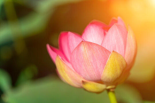 A pink lotus flower sways in the wind. Against the background of their green leaves. Lotus field on the lake in natural environment.