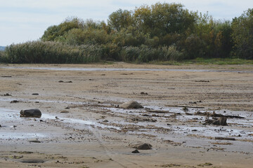 Drying bottom of the river against the background of a natural landscape - shore, trees, sky.
