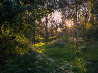 sunset in the forest