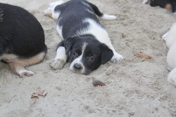 Adorable stray puppies sleeping in the park, Homeless young dogs sleeping peacefully, Abandoned puppies staying roadside