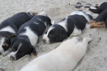 Adorable stray puppies sleeping in the park, Homeless young dogs sleeping peacefully, Abandoned puppies staying roadside
