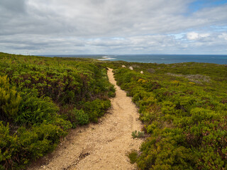 Trail Through Shrubs to Coast