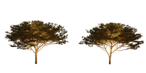 isolated, cutout, hires pinus pinaster tree night scene with uplight in transparent background, best for parking landscape design, best for night render visualisation, post production and compositing.