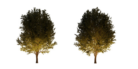Fototapeta premium isolated, cutout, hires ulmus minor tree night scene with uplight in transparent background, best for parking landscape design, best for night render visualisation, post production and compositing.