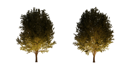 isolated, cutout, hires ulmus minor tree night scene with uplight in transparent background, best for parking landscape design, best for night render visualisation, post production and compositing.