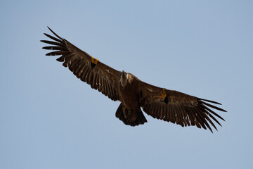 Fototapeta premium Gyps fulvus volando con fondo de cielo azul, Alcoy, España
