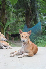 Homeless dog sitting on the roadside, Abandoned dog peacefully waiting for food, stray dog starving at the park