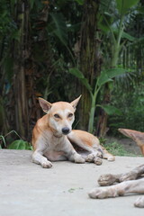 Homeless dog sitting on the roadside, Abandoned dog peacefully waiting for food, stray dog starving at the park