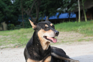 Homeless dog sitting on the roadside, Abandoned dog peacefully waiting for food, stray dog starving at the park
