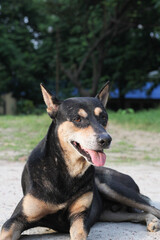 Homeless dog sitting on the roadside, Abandoned dog peacefully waiting for food, stray dog starving at the park