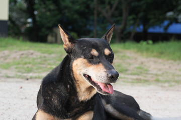 Homeless dog sitting on the roadside, Abandoned dog peacefully waiting for food, stray dog starving at the park