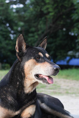 Homeless dog sitting on the roadside, Abandoned dog peacefully waiting for food, stray dog starving at the park