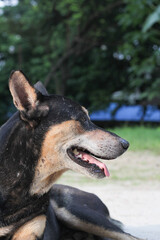 Homeless dog sitting on the roadside, Abandoned dog peacefully waiting for food, stray dog starving at the park
