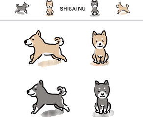 柴犬たち黒柴　まめ芝